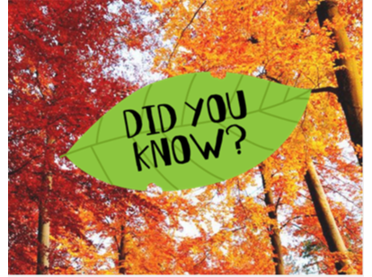 Leaves Transfer Station