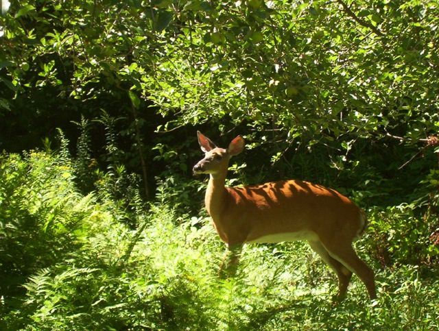 Deer in Orchard