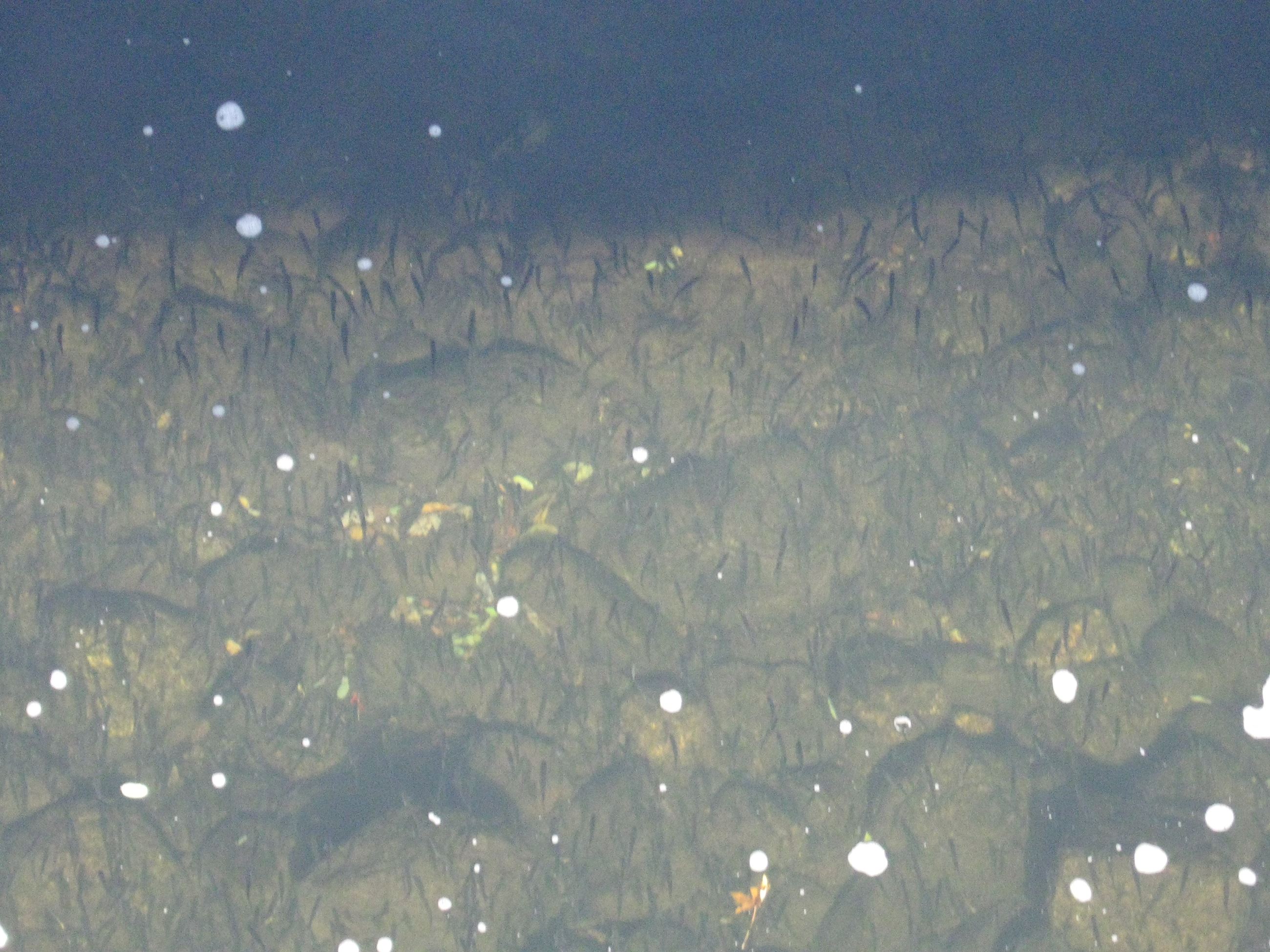 Spring Fish Migration Winnipesaukee River